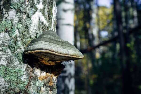 Chaga Mushroom